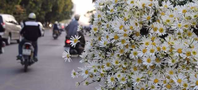 Xao xuyen mua cuc hoa mi-Hinh-3