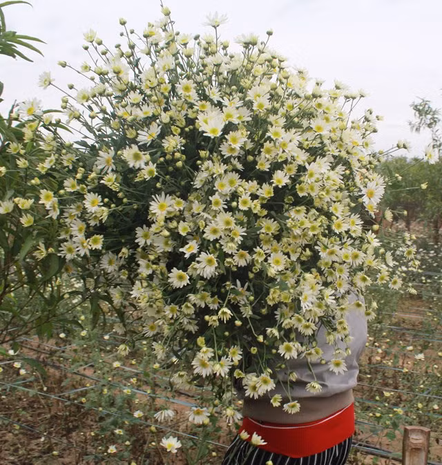 Xao xuyen mua cuc hoa mi-Hinh-2