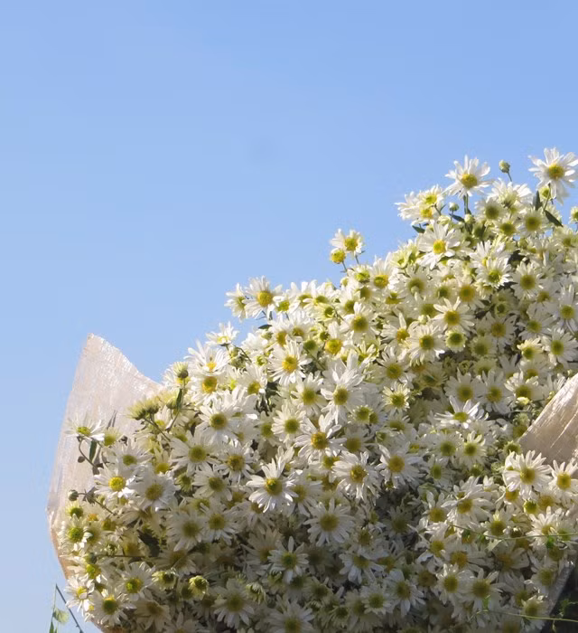 Xao xuyen mua cuc hoa mi