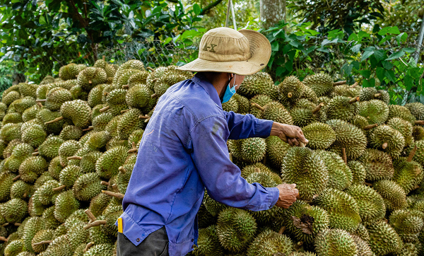 Mot nam hiem co, nong dan thu hang chuc nghin ty tu sau rieng