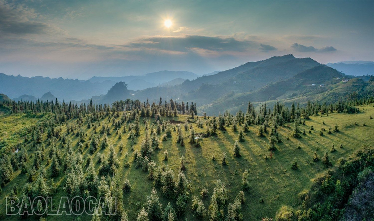 Khung cảnh hoàng hôn lãng mạn tại đồi cỏ may Cốc Sâm.