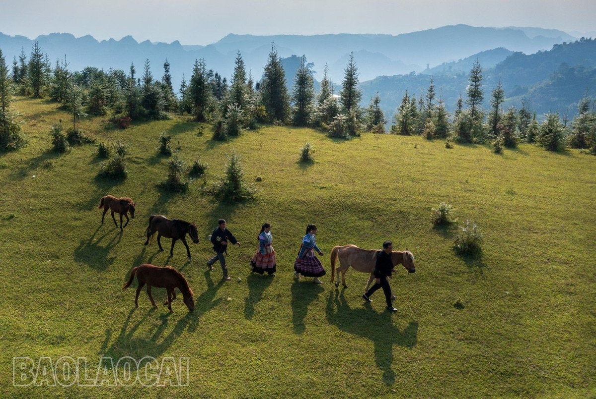 Đồi cỏ may Cốc Sâm là điểm đến mới được khám phá. Đồi thích hợp để tổ chức các hoạt động dã ngoại, cắm trại, chụp ảnh check - in, ngắm hoàng hôn.