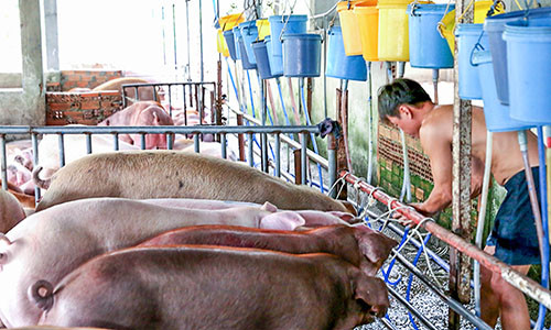 Hàng trăm con het bị tiêm thuốc an thần và bơm nước vào trước khi giết mổ.