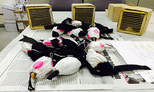 18 con chim Chích choè được cất giấu kỹ lưỡng để đưa sang Đài Loan.