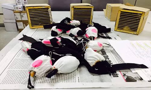 18 con chim Chích choè được cất giấu kỹ lưỡng để đưa sang Đài Loan.