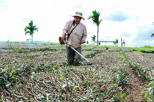 Dan Lam Dong nguy co mat Tet vi khong ban duoc che-Hinh-2