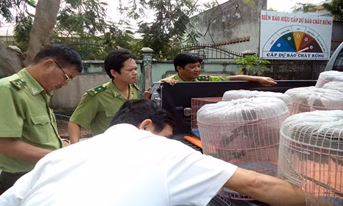 Cơ quan chức năng tiến hành thu giữ hàng chục lồng chim rừng quý hiếm.