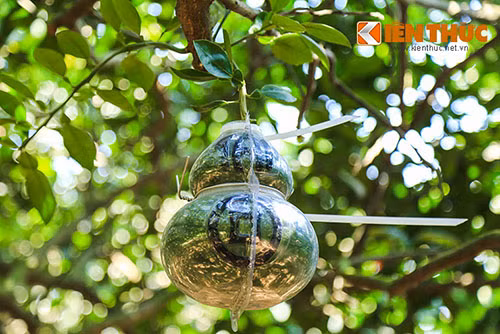 Can canh vuon buoi, dua hau hinh doc hai ra tien o Dong Nai-Hinh-3