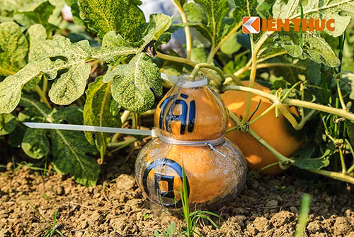 Can canh vuon buoi, dua hau hinh doc hai ra tien o Dong Nai-Hinh-5