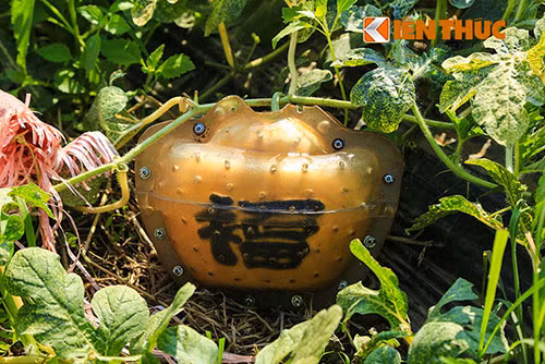 Can canh vuon buoi, dua hau hinh doc hai ra tien o Dong Nai-Hinh-7