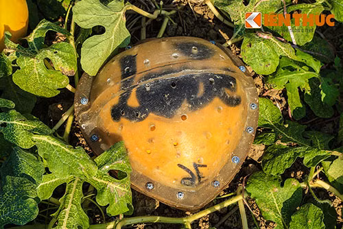 Can canh vuon buoi, dua hau hinh doc hai ra tien o Dong Nai-Hinh-6