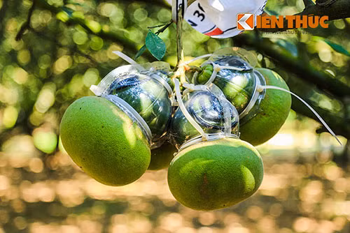 Can canh vuon buoi, dua hau hinh doc hai ra tien o Dong Nai