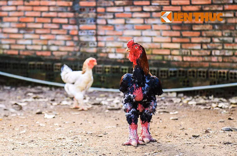 Mặc dù mỗi trang trại nuôi gà Đông Tảo có đến hàng ngàn con nhưng vẫn không đủ để cung cấp ra thị trường do nhu cầu tìm mua loại gà này rất cao. Thời điểm cận Tết Nguyên đán, người tiêu dùng đang "săn" lùng tận các trang trại để mua được những chú gà Đông Tảo thuần chủng khiến cho số lượng gà cung cấp ra thị trường không đủ và dẫn đến tình trạng "cháy" hàng.