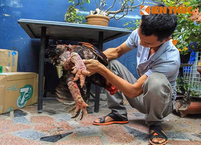 Những con gà có dáng đẹp, cặp chân khủng thường được khách hàng đặt và đến tận trang trại để mua.