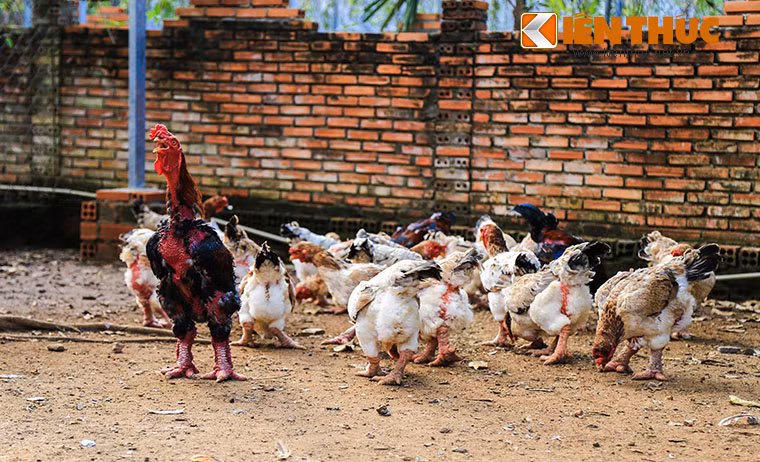 Can canh ga Dong Tao thuan chung dang chay hang