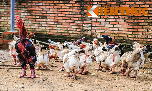 Mien Nam chay ga Dong Tao truoc Tet Nguyen Dan