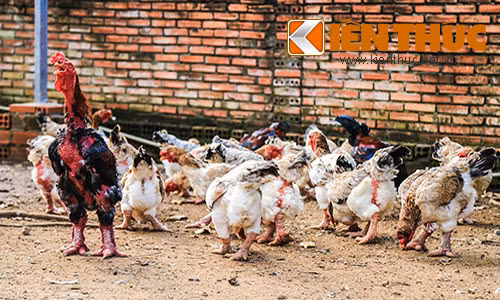 Mien Nam chay ga Dong Tao truoc Tet Nguyen Dan