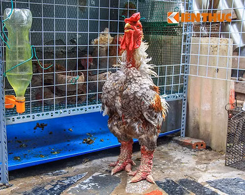 Mien Nam chay ga Dong Tao truoc Tet Nguyen Dan-Hinh-2