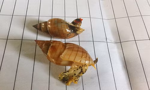 Loại ốc bùn bóng trước đó 3 ngư dân tỉnh Thanh Hoá ăn phải rồi tử vong.