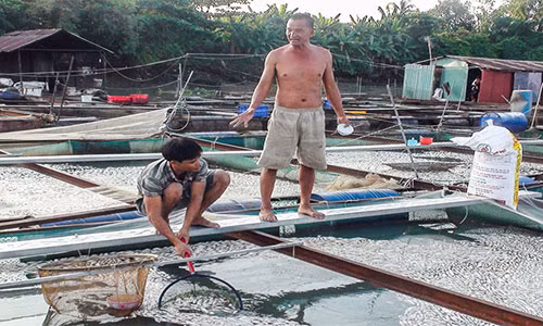Sự việc cá chết trắng trên sông Đồng Nai khiến nhiều tỷ đồng của người dân đang bị mất trắng.