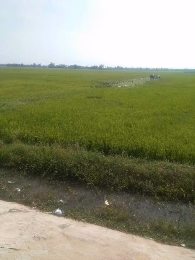 Dấu vết vụ tai nạn hằn trên cánh đồng lúa. (Ảnh Facebook)