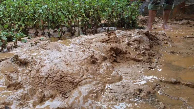 Người dân khu 3, phường Hà Trung phản ánh, đêm 2/8, trận mưa lớn trút xuống. Chỉ sau đó khoảng 40 phút, bùn đất trên đồi theo nước mưa chảy xuống bao trùm hết toàn bộ khu dân cư số 3 khiến những con đường dân sinh ngập bùn đất lên đến 50cm. Bùn đất phủ lấp hệ thống thoát nước khiến lượng lớn bùn đất, đá sỏi tiếp tục chảy tràn vào nhà các hộ dân.