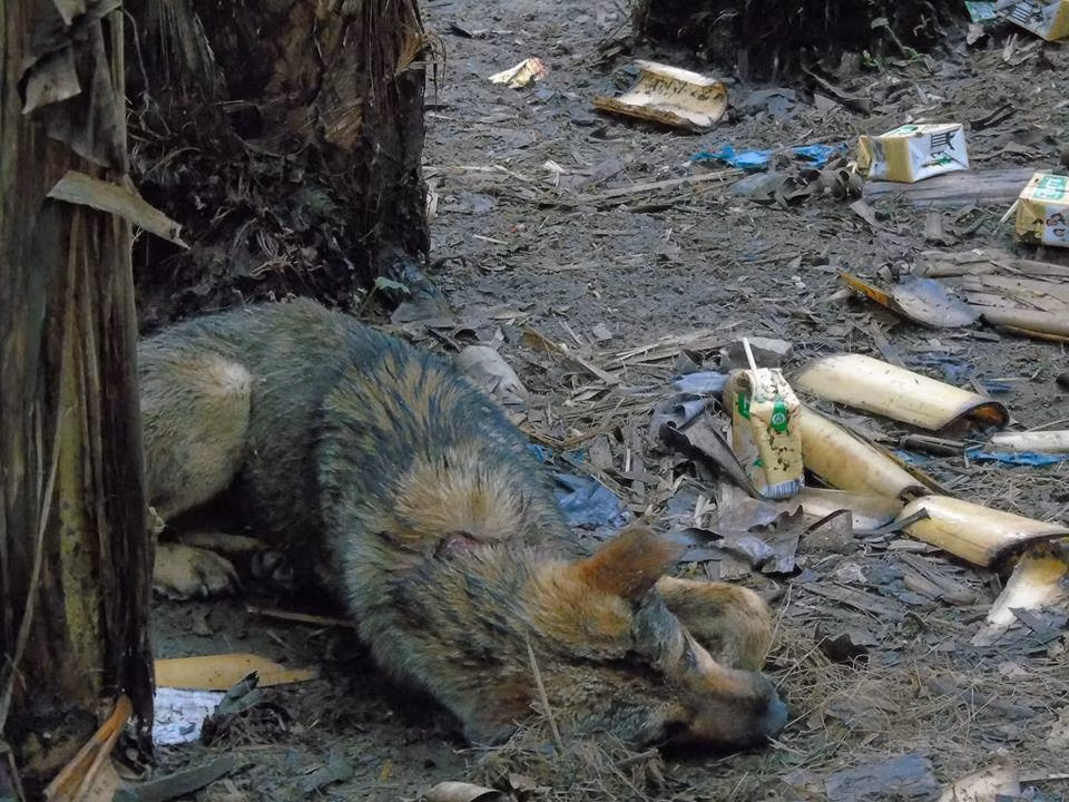 Con chó của gia đình cũng bị chém.