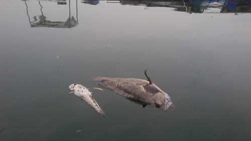 Hiện tượng cá chết tại Bến Do (Ảnh Dân Việt).