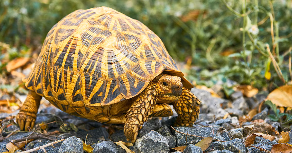 Trong quá trình đó, các chuyên gia khảo cổ giật mình phát hiện có thứ động đậy trong bùn đất. Sau khi nhìn kỹ, họ nhận ra đó là một con rùa có kích thước lớn bò ra.
