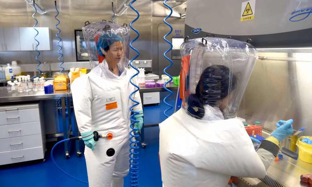 Vào năm 2017, bà Shi Zhengli và các đồng nghiệp ở Viện Virus học Vũ Hán công bố một báo cáo về thí nghiệm mà trong đó họ tạo ra những virus corona lai mới bằng cách kết hợp nhiều virus hiện có, bao gồm ít nhất một loại có thể lây sang người.