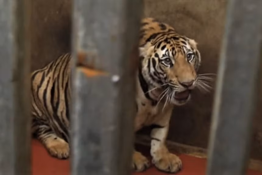 8 con ho chet co the do bi gay me keo dai