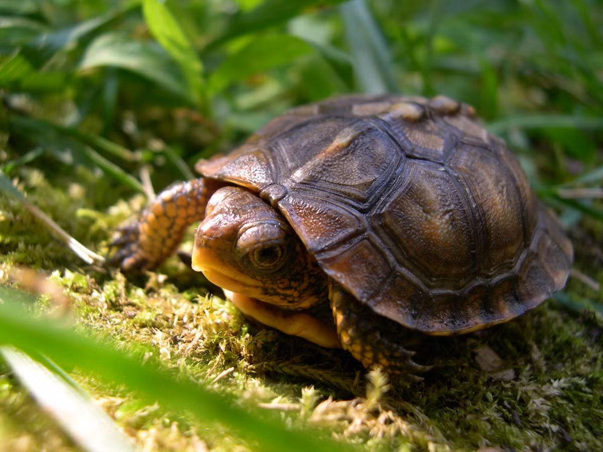 Với phát hiện đặc biệt này, các chuyên gia vừa bất ngờ vừa vui mừng. Người Trung Quốc thời xưa tin rằng, rùa tượng trưng cho may mắn, tuổi thọ. Chính vì vậy, nhiều người có sở thích nuôi rùa làm thú cưng. Do đó, sau khi qua đời, nhiều người được tùy táng cùng với một số thú cưng yêu thích, bao gồm loài rùa.