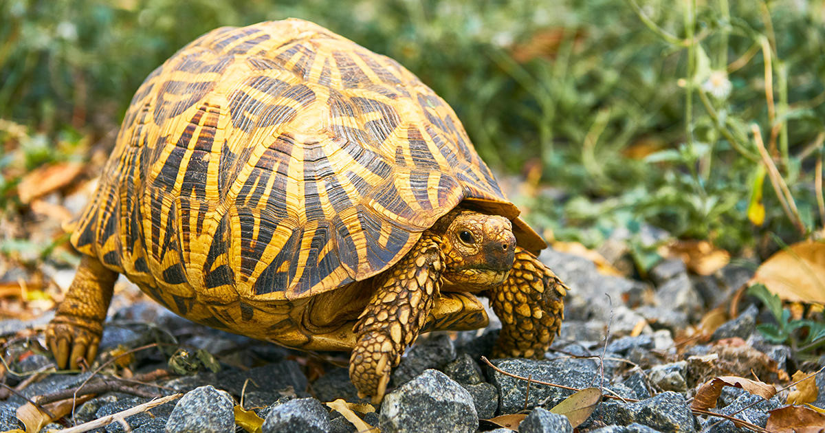 Trong quá trình đó, các chuyên gia khảo cổ giật mình phát hiện có thứ động đậy trong bùn đất. Sau khi nhìn kỹ, họ nhận ra đó là một con rùa có kích thước lớn bò ra.