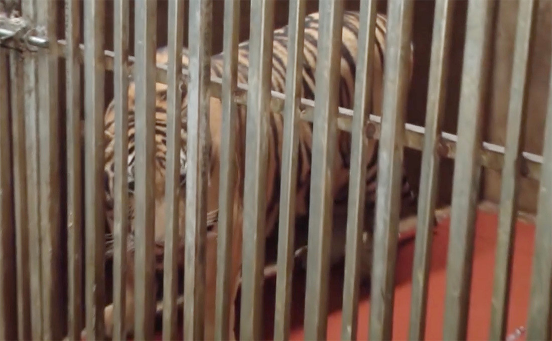 Việc 8 con hổ chết khi trước đó chúng vẫn còn khỏe mạnh khiến nhiều người không khỏi bất ngờ, thậm chí bàng hoàng. Hiện cơ quan chức năng tiến hành điều tra làm rõ nguyên nhân 8 con hổ chết.