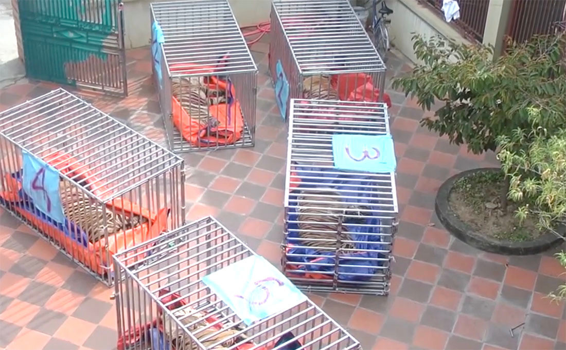 Nguyên nhân dẫn đến 8 con hổ chết vẫn chưa được xác định chính xác. Theo đại tá Hải, bước đầu, các chuyên gia suy đoán một số nguyên nhân có thể gây ra cái chết của 8 con hổ như: gây mê kéo dài, vận chuyển đường xa trong thời tiết nắng nóng ảnh hưởng sức khỏe của hổ, hổ nuôi có sức khỏe yếu hơn hổ tự nhiên…