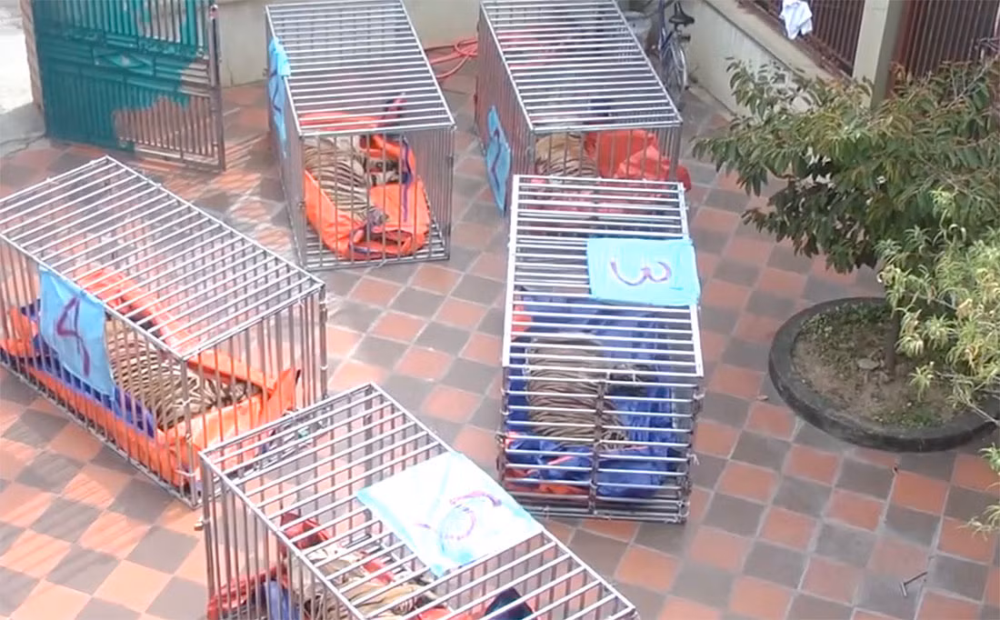 Nguyên nhân dẫn đến 8 con hổ chết vẫn chưa được xác định chính xác. Theo đại tá Hải, bước đầu, các chuyên gia suy đoán một số nguyên nhân có thể gây ra cái chết của 8 con hổ như: gây mê kéo dài, vận chuyển đường xa trong thời tiết nắng nóng ảnh hưởng sức khỏe của hổ, hổ nuôi có sức khỏe yếu hơn hổ tự nhiên…