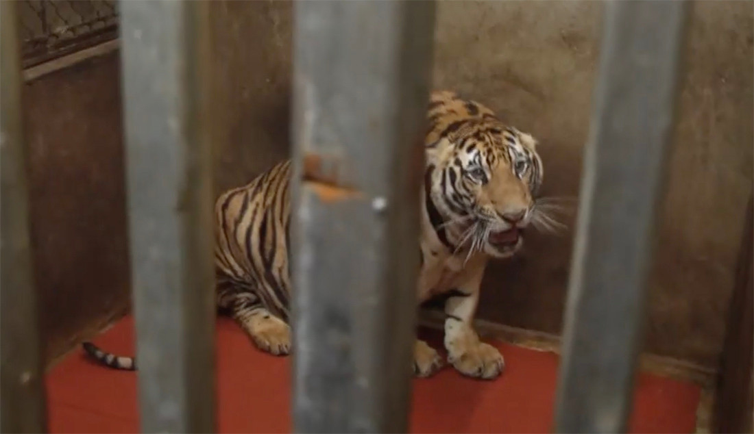 Những ngày qua dư luận xôn xao trước thông tin 8 cá thể hổ ở Nghệ An chết sau khi được lực lượng chức năng thu giữ, giải cứu từ nhà dân ở xã Đô Thành, huyện Yên Thành. Thông tin này được Phòng cảnh sát môi trường Công an tỉnh Nghệ An xác nhận vào ngày 6/8.