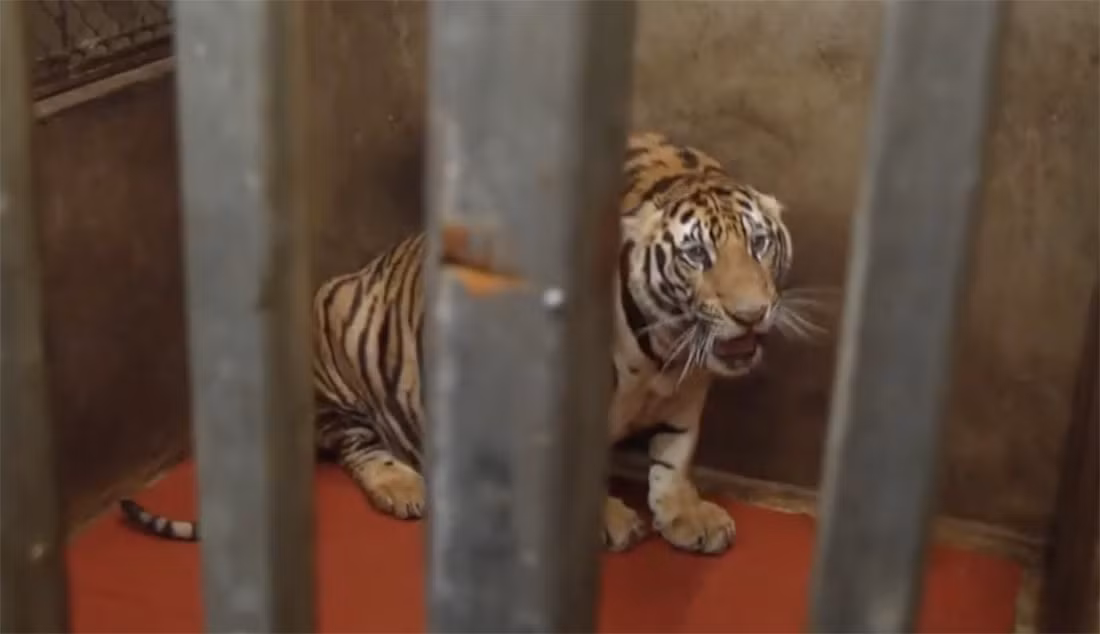 Những ngày qua dư luận xôn xao trước thông tin 8 cá thể hổ ở Nghệ An chết sau khi được lực lượng chức năng thu giữ, giải cứu từ nhà dân ở xã Đô Thành, huyện Yên Thành. Thông tin này được Phòng cảnh sát môi trường Công an tỉnh Nghệ An xác nhận vào ngày 6/8.