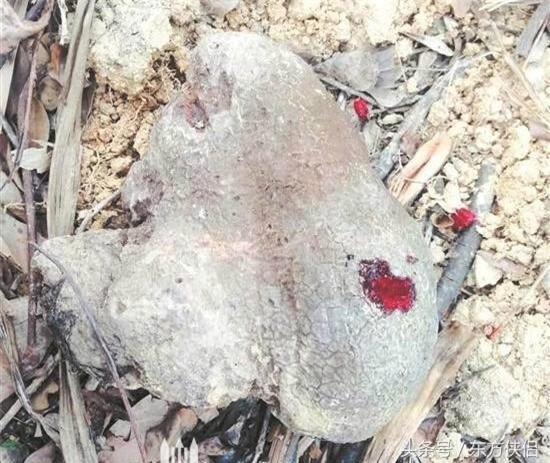 Vào năm 2017, một nông dân ở Phúc Kiến, Trung Quốc lên núi tình đào măng thì bất ngờ tìm thấy một hòn đá biết "chảy máu". Thấy hòn đá này đặc biệt, ông mang nó về nhà.