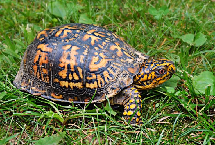 Từ đây, một số người tò mò liệu có phải con rùa trong mộ cổ được chôn cùng người chết từ hơn 2.000 năm trước. Trước câu hỏi này, giới chuyên gia cho rằng khả năng đó cực kỳ thấp.