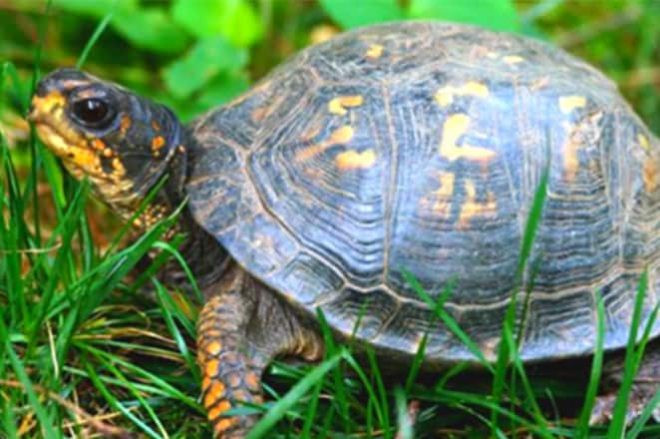 Bởi lẽ, tuổi thọ của loài rùa không thể sống được hơn 2.000 năm. Theo đó, dù người xưa có chôn cất con rùa cùng với người quá cố thì nó cũng không thể sống đến ngày nay.