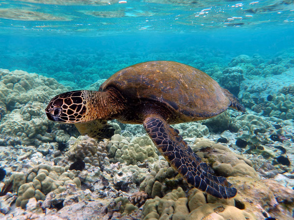 Ngay sau đó, lãnh đạo Đồn Biên phòng Cửa khẩu Cảng Thuận An (thuộc Bộ đội Biên phòng tỉnh Thừa Thiên-Huế) phối hợp với ngư dân Trung thả cá thể rùa biển họ Vích trên về với môi trường tự nhiên.