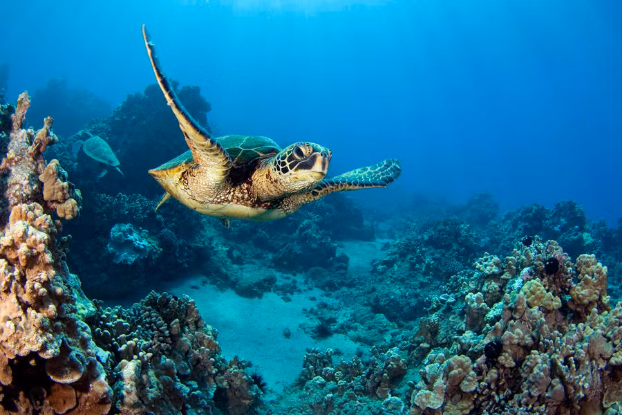 Rùa biển họ Vích là loài động vật ăn cỏ. Thức ăn yêu thích của chúng là tảo và cỏ biển. Ngoài ra, chúng còn ăn một số động vật không xương sống.