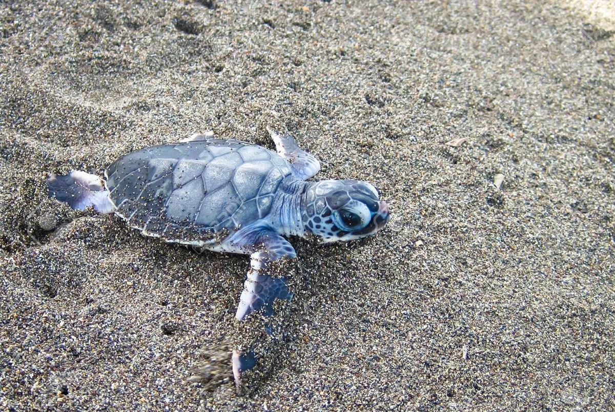 Cá thể rùa biển họ Vích sinh sống ở vùng biển nhiệt đới và cận nhiệt đới. Các nhà khoa học xác định cá thể rùa biển họ Vích sinh sống trong vùng biển của hơn 140 quốc gia và vùng lãnh thổ. Trong số này, nổi tiếng là: Israel, Syria, Ai Cập, Libya.