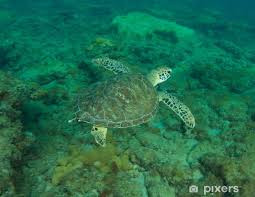 Mùa sinh sản của cá thể rùa biển họ Vích trong khoảng thời gian từ tháng 6 - 8 hàng năm. Chúng thường bò lên bãi cát ven biển đẻ trứng.