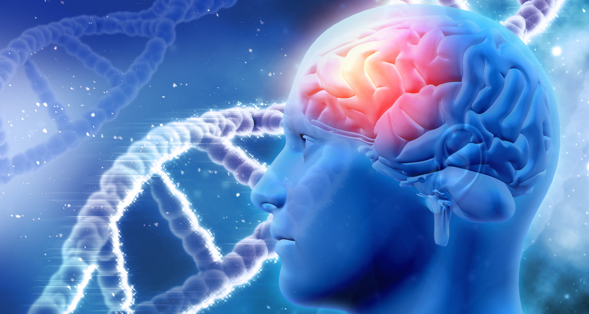 Nhà thần kinh học Georg Striedter cũng bác bỏ giả thuyết của tiến sĩ MacLean. Ông cho hay nếu chúng ta xem cách tiến hóa của não người giống như một ty và được tổ chức lại khi mở rộng. Theo đó, vùng não thiên về cảm xúc (được ông MacLean gọi là hệ limbic) được cho chính là nơi chứa các trung tâm giao tiếp chính của não bộ.