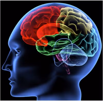 Đối với ông MacLean, đây là mô hình tiến hóa 3 cấp độ não người. Tùy theo hoàn cảnh, 3 vùng não trên của con người sẽ có sự hoạt động khác nhau.