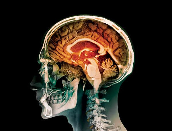 Tiến sĩ Deacon là chuyên gia về tiến hóa nhận thức con người công tác Đại học California, Mỹ. Ông cho hay những nghiên cứu của nhiều nhà khoa học đã chứng minh giả thuyết về tiến hóa não bộ của MacLean là sai lầm.