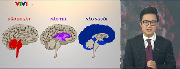 Trong đó, lời dẫn của BTV Sơn Lâm ví não của những người vi phạm quy định phòng, chống dịch Covid-19 với "não bò sát", "não thú" đang "nóng" dư luận. Vậy, nội dung 3 cấp độ não của con người trong lời dẫn của BTV này thực chất là gì?