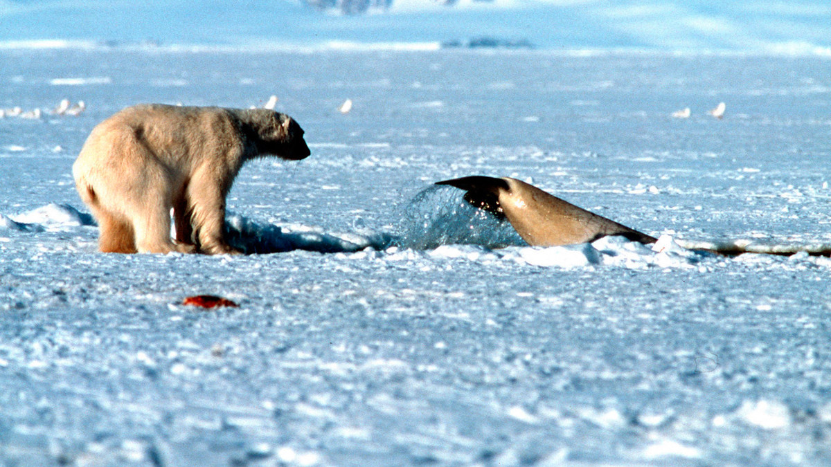 Do điều kiện thời tiết lạnh giá nên hoạt động sản xuất bị gián đoạn nên có thể dẫn tới thiếu hụt nguồn cung cấp lương thực thực phẩm. Nếu tình trạng này kéo dài thì có thể gây ra nạn đói tồi tệ.